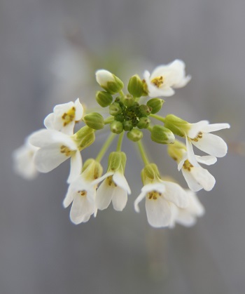 Arabidopsis thaliana flowers